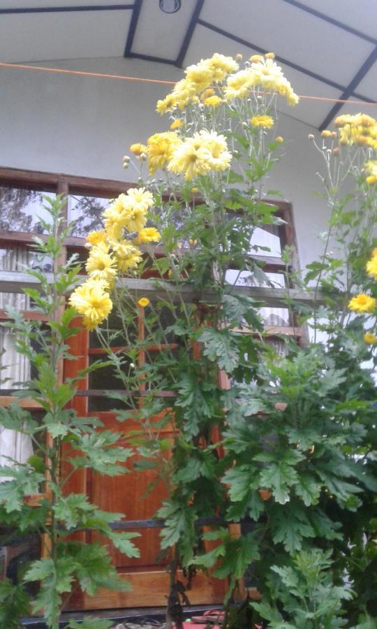 Lily Adam'S Peak Bed & Breakfast Nallathanniya Exterior foto